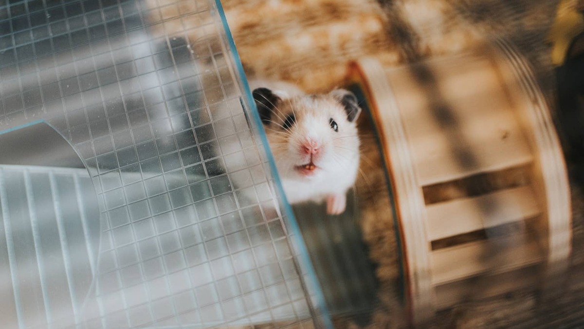 Cute Hamster looking up at the camera, in his cage.