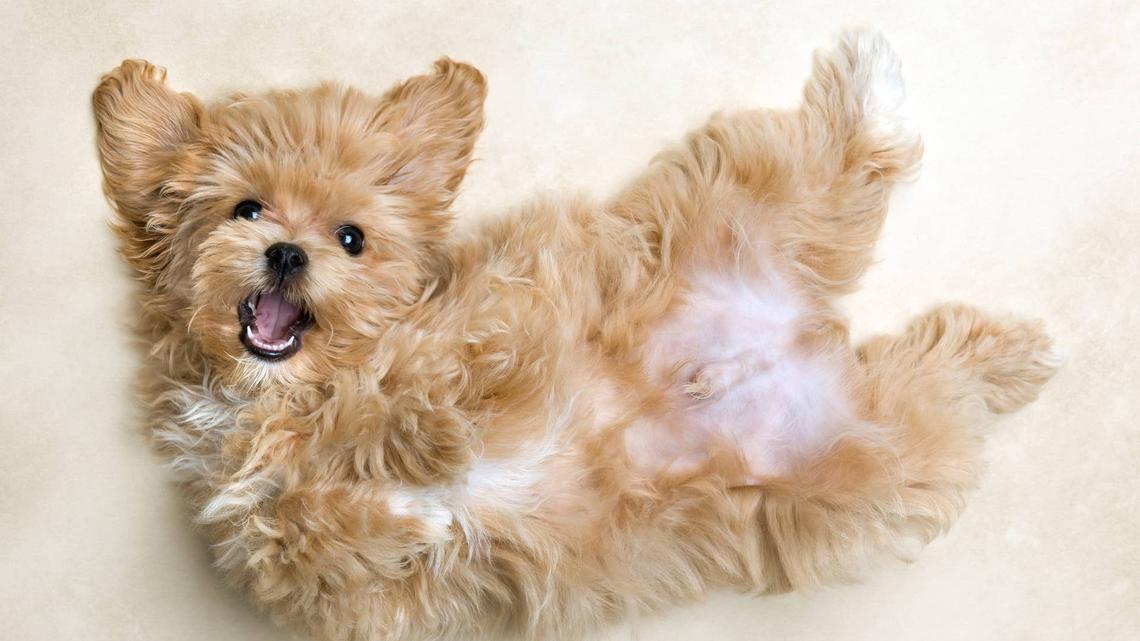 Maltipoo Puppy Transforms Into 'A Little Fluffly Cloud' After First Groom 