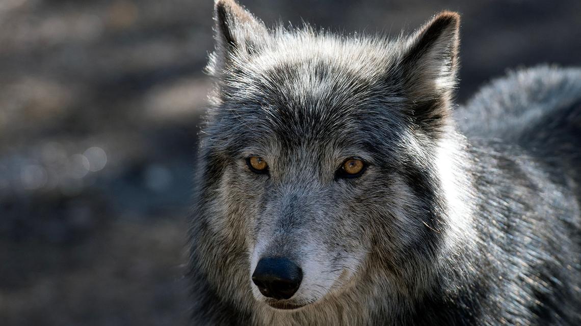 Are gray wolves returning in WA after population drop? What we know
