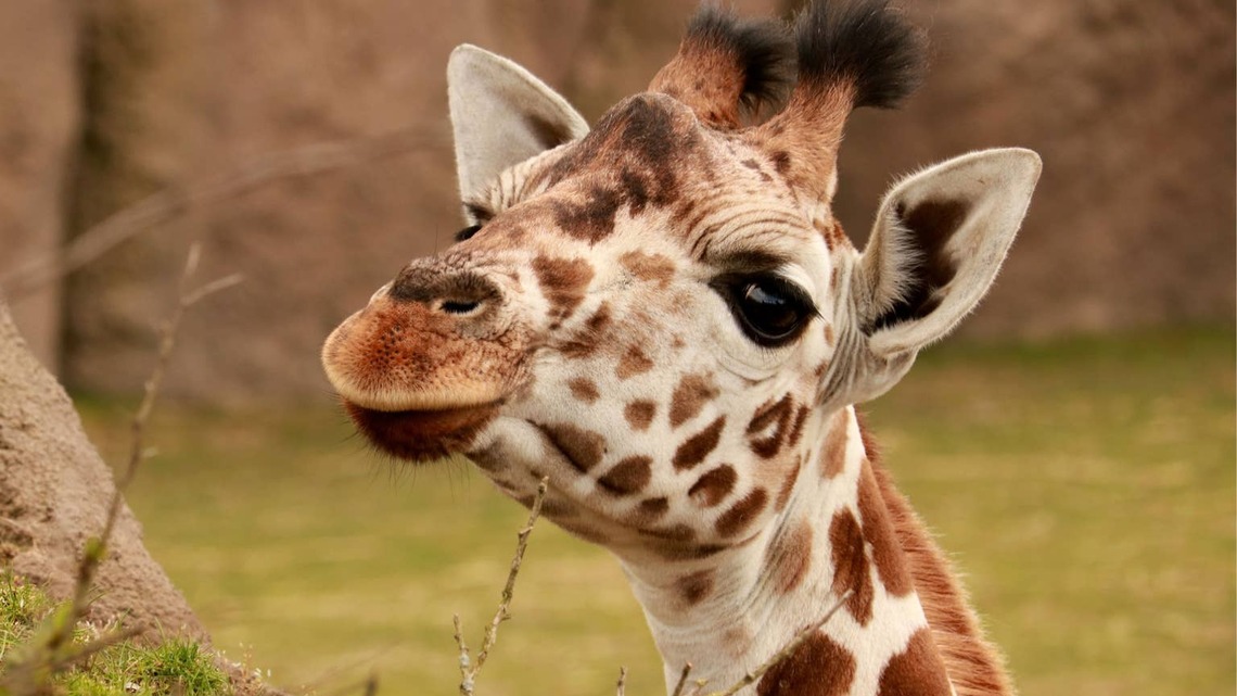 Baby Giraffe Trails Behind a Tiny Duck Like a Loyal Sidekick 