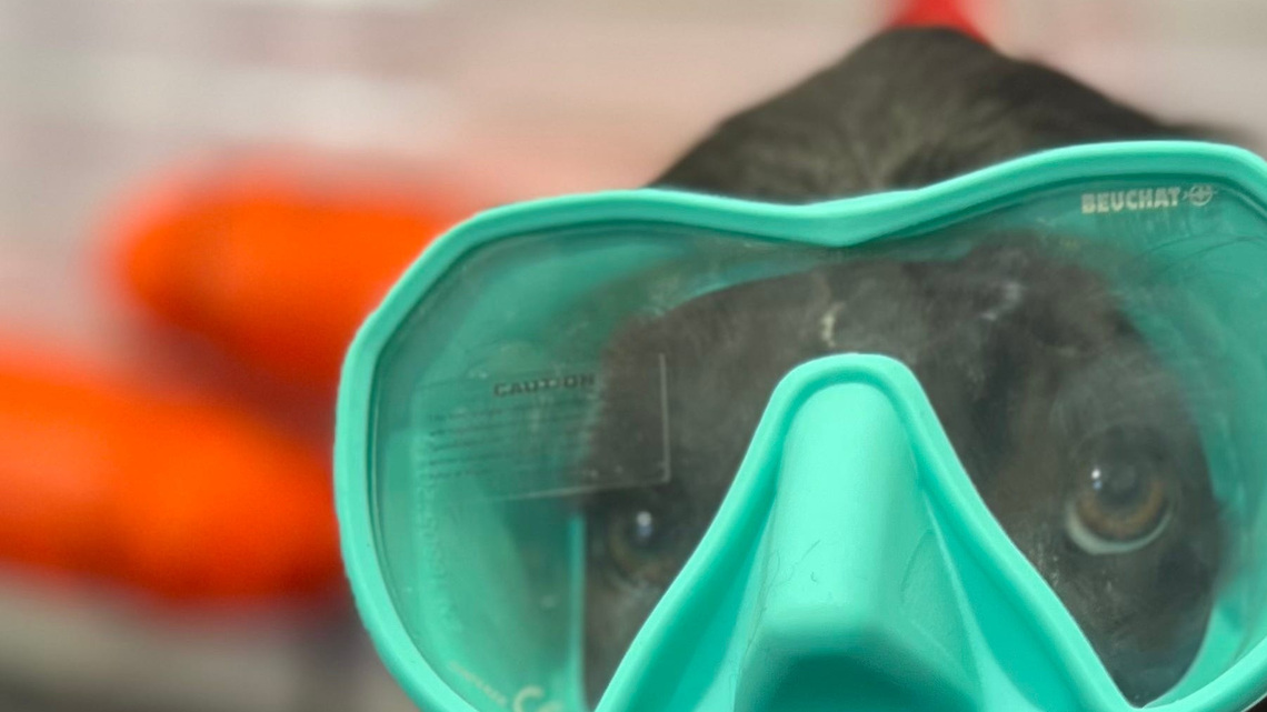 Meet the adorable dogs who work in scuba dive shops 