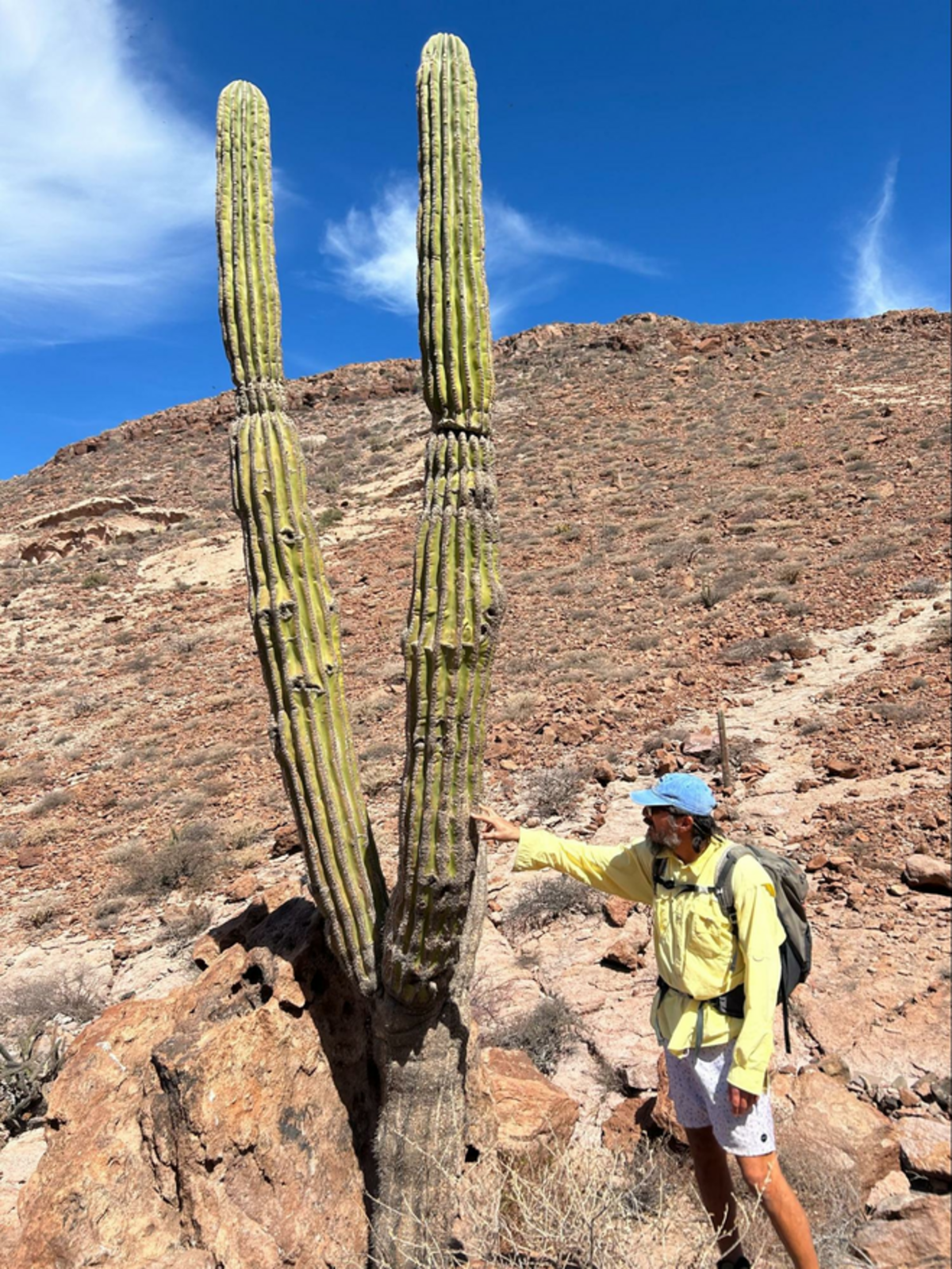 Cardon Cactus on Isla Partida. Photo credit: Jennifer Merrick