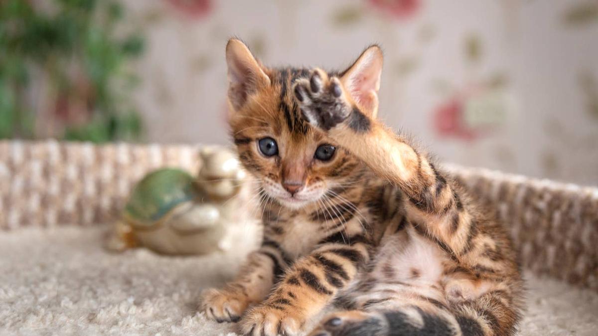 kitten. 