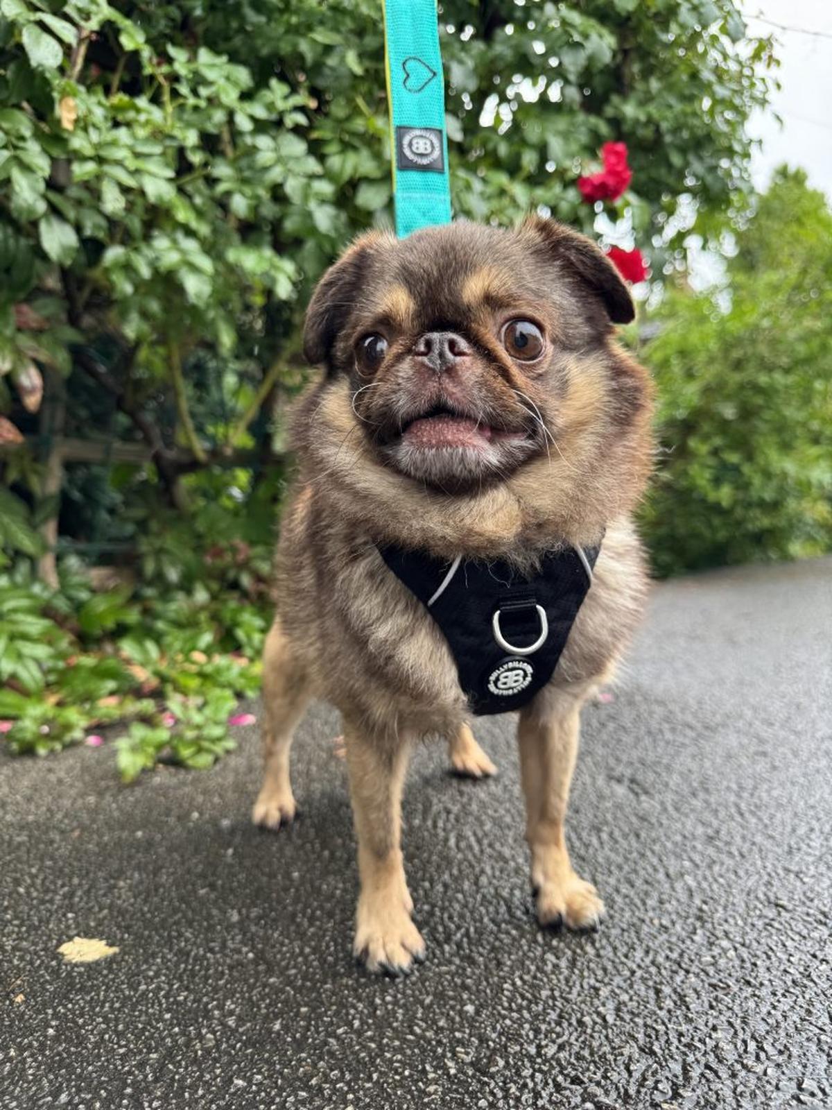  (kingchillithepug via SWNS) 