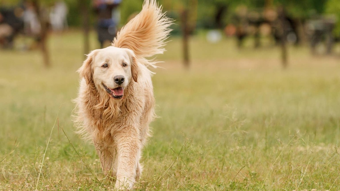 Golden Retriever Thinks He Lost Mom at the Park, and the Video Has Dog Parents in Tears 