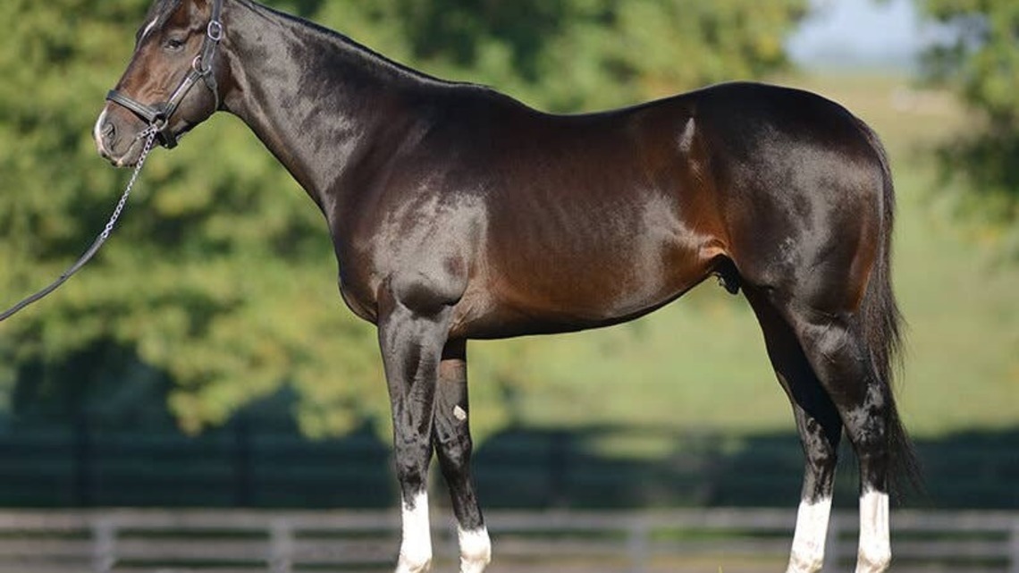 'We Love The Horse': Veteran Sire Violence Begins Next Chapter As Private Stallion 