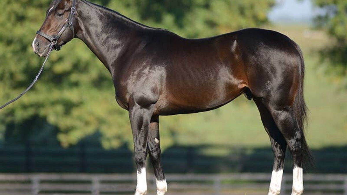 'We Love The Horse': Veteran Sire Violence Begins Next Chapter As Private Stallion