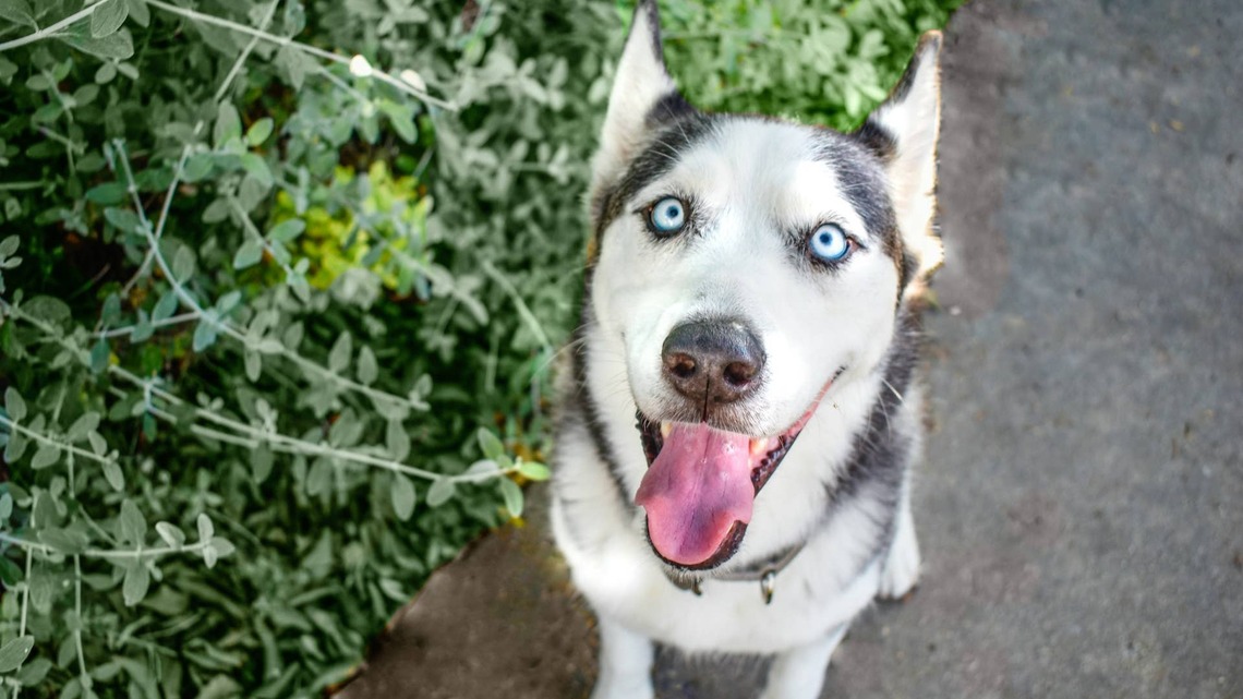 Siberian Husky Spotted Lurking in the Leaves Is Running Pure Cat Software in a Dog's Body 