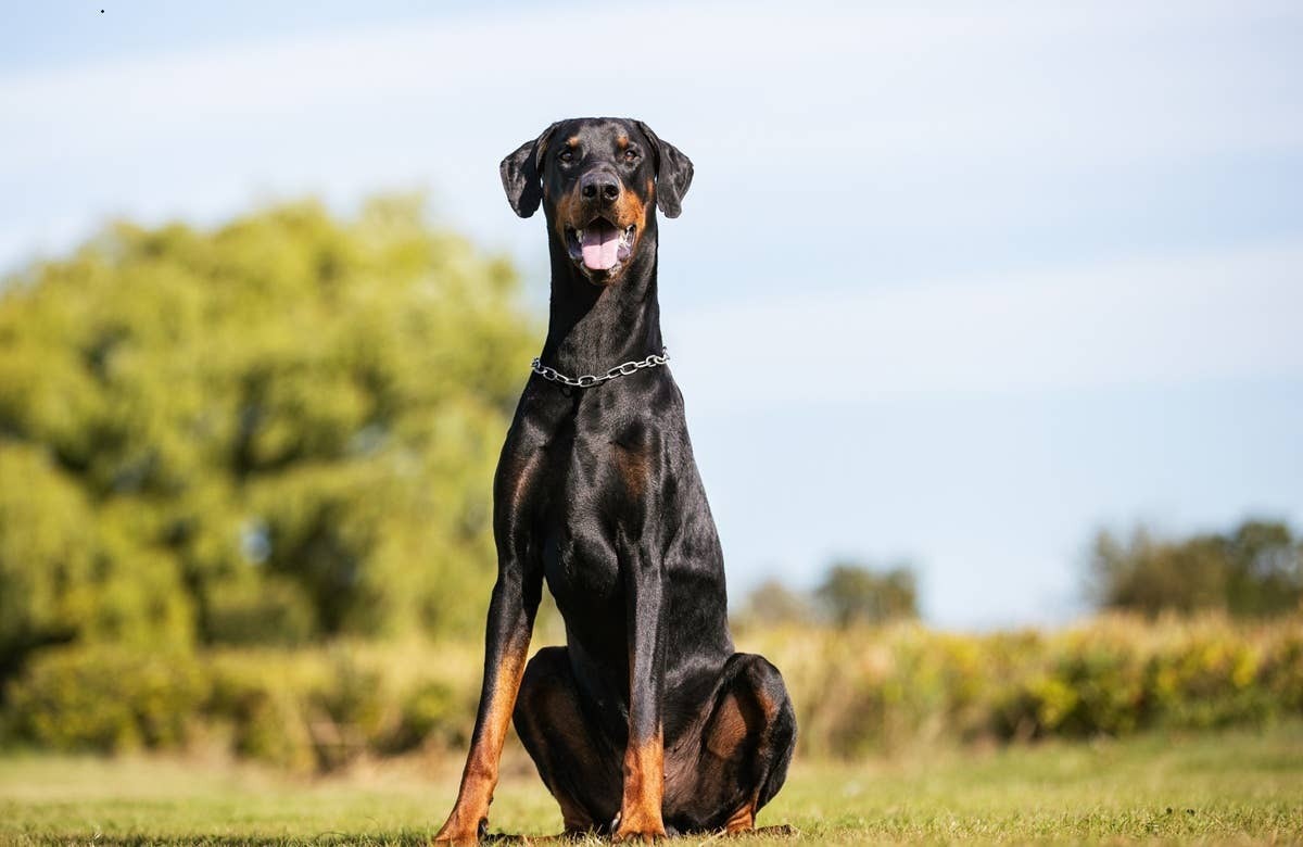  An emotionally intelligent dog smiling outside.