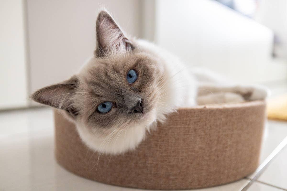  Experts describe Ragdolls as one of the most affectionate and devoted cat breeds.