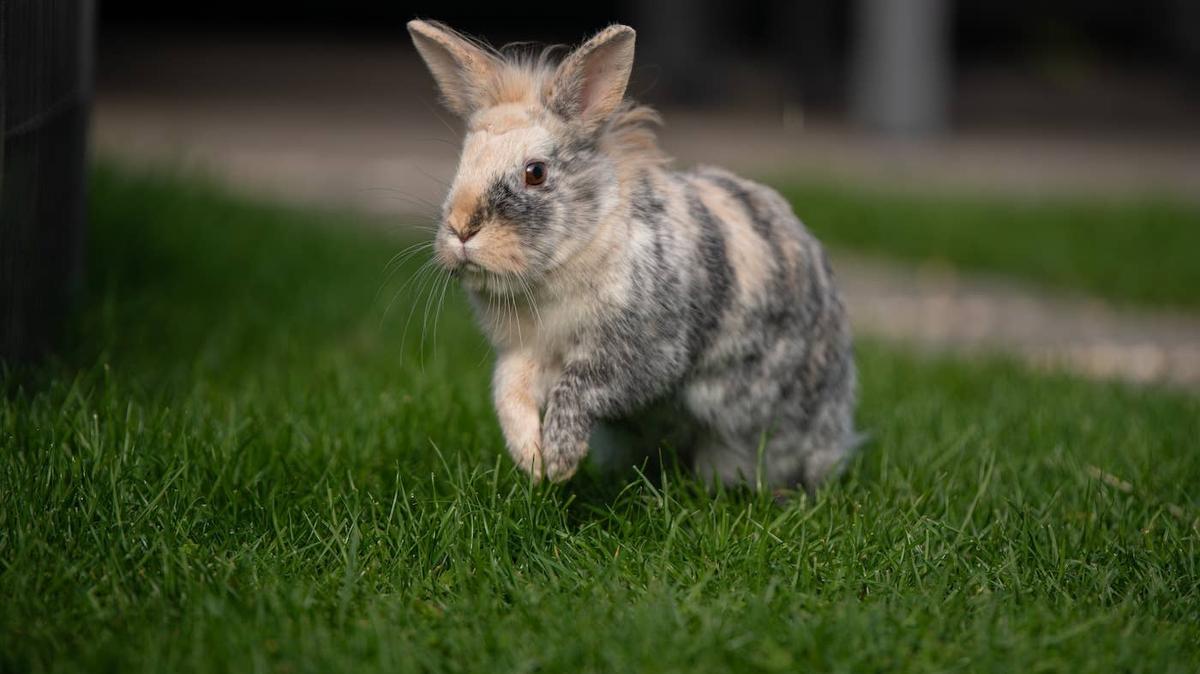 A small Lionhead rabbit close to the camera. 