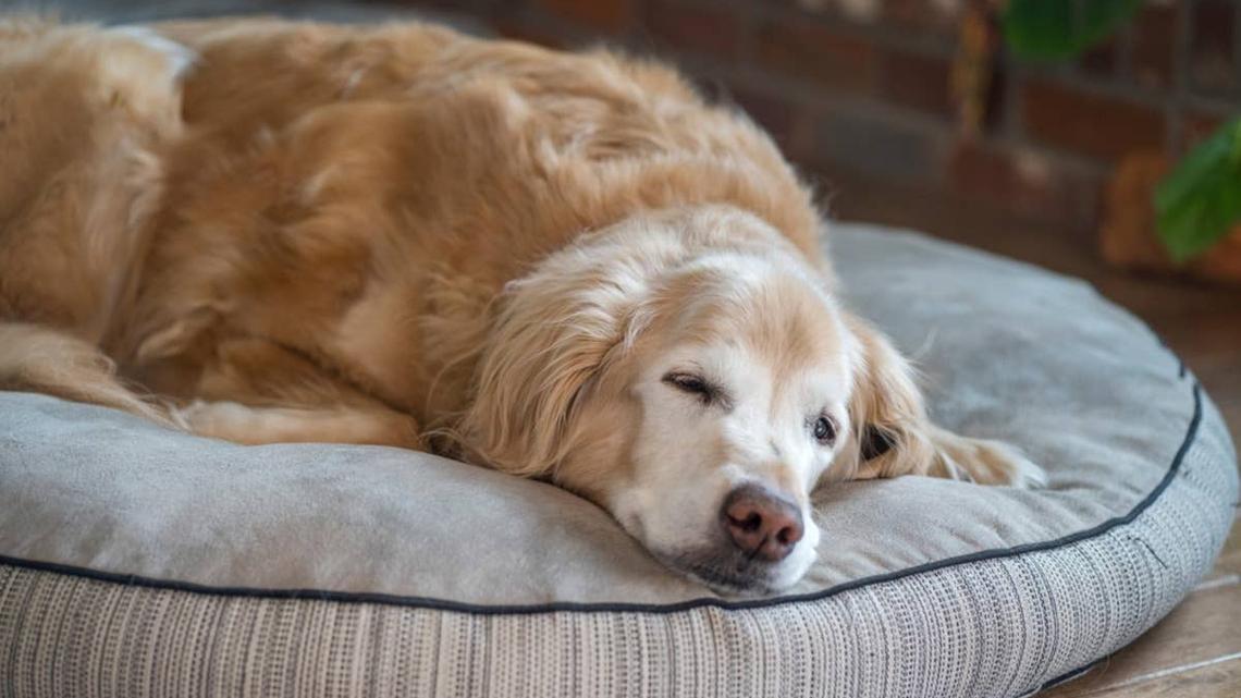 This Golden Retriever Got His Own Couch, and He Loves It So Much 