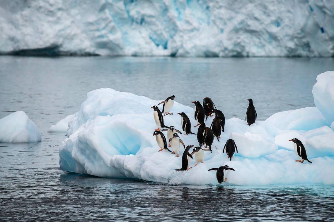  Emperor penguins stand on sea ice in Antarctica, a fragile habitat now threatened by climate change. 