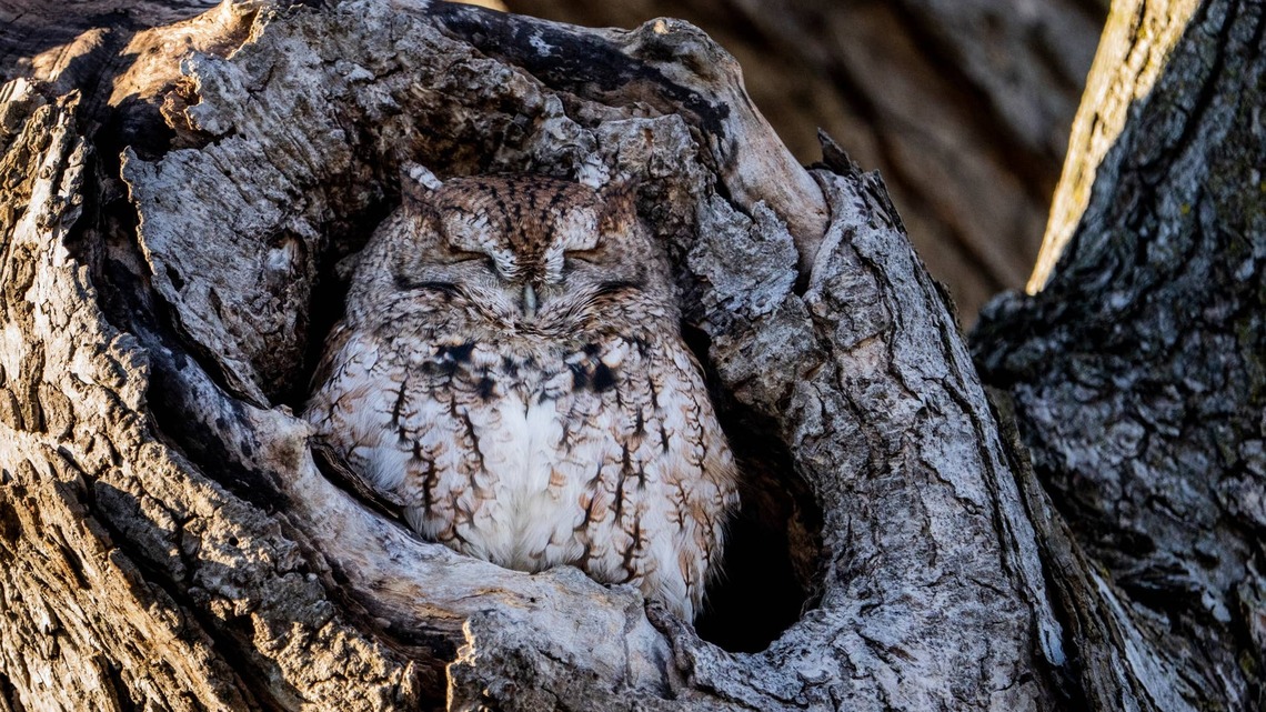 Sleepy Screech Owl Is Too Tired for Breakfast and Can't Keep Her Eyes Open 