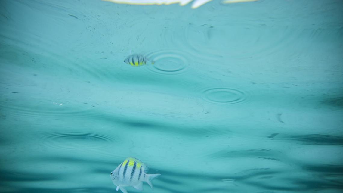 Fish swim near Diablo Island in the Guna Yala Archipelago, Panama, on May 23, 2024. The Guna Yala Archipelago (also formerly known as the San Blas Archipelago) is a group of 365 small islands and islets belonging to Panama and located off the northern coast of the isthmus, east of the Panama Canal, of which only about 49 are inhabited. (Photo by MARTIN BERNETTI / AFP)