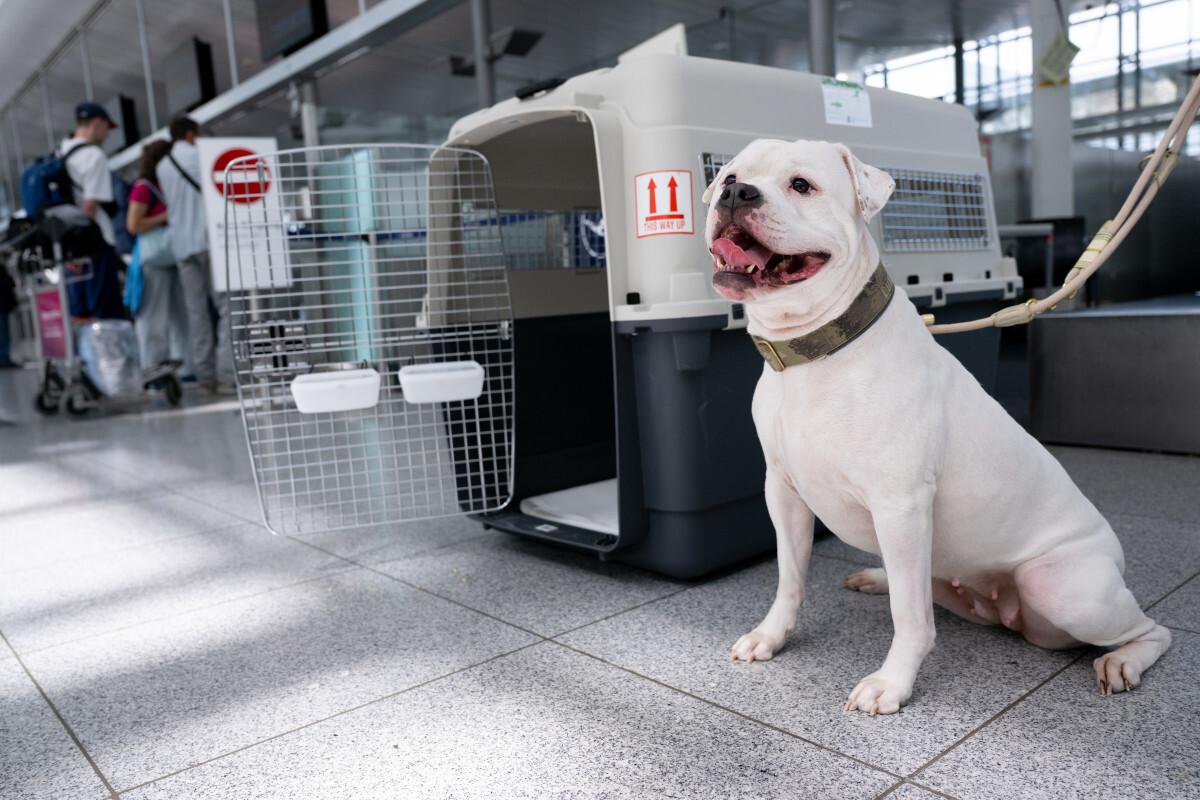 You’ll need a dog import form to bring a dog from Canada back to the United States.