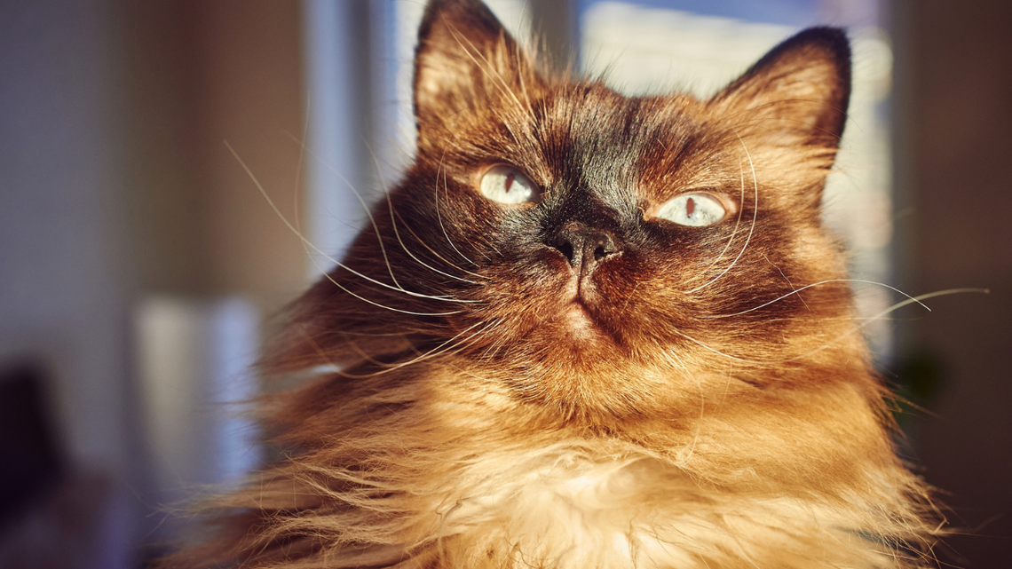 This Ragdoll Cat Turns Dinner Time Into a Full Vocal Performance and It's Hilariously Dramatic 