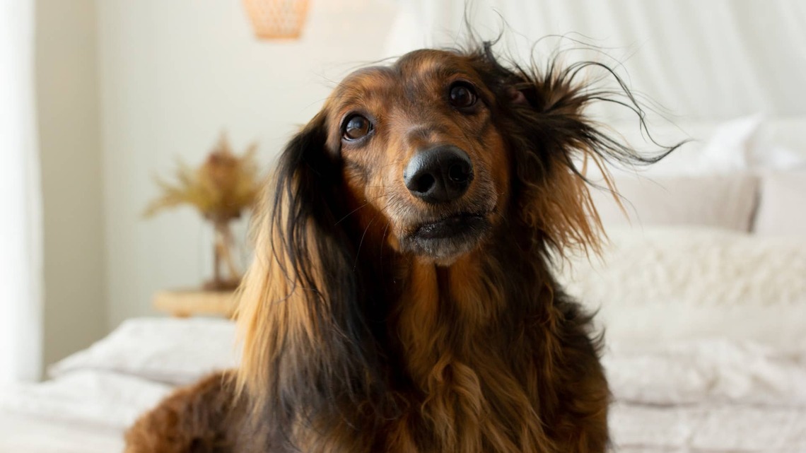 Mini Dachshund's Bedtime Routine Is So Relaxing, and Everyone Is Jealous About It 