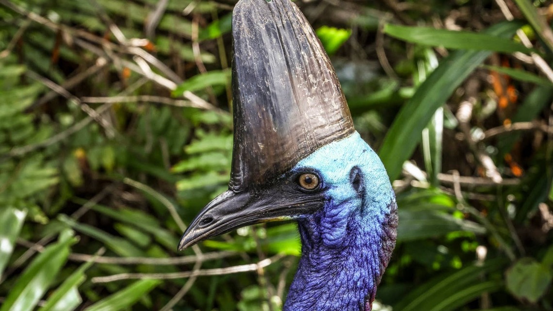 If Dinosaurs Still Existed, They'd Probably Look Like This Bird 