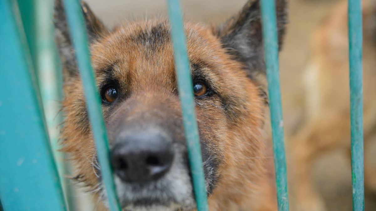 Sad German Shepherd dog in a shelter. 