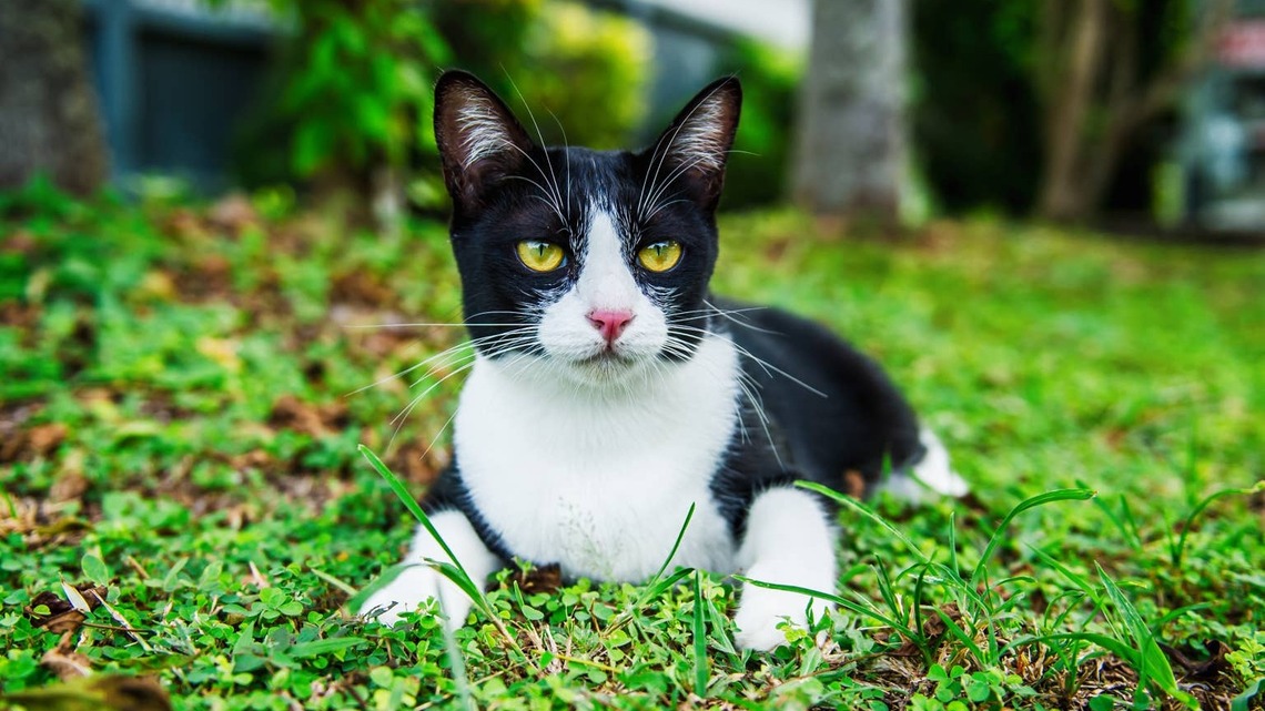 Terrified Stray Cat Finally Comes Onto a Woman's Porch During a Storm, and She Won't Leave Her Side Since 