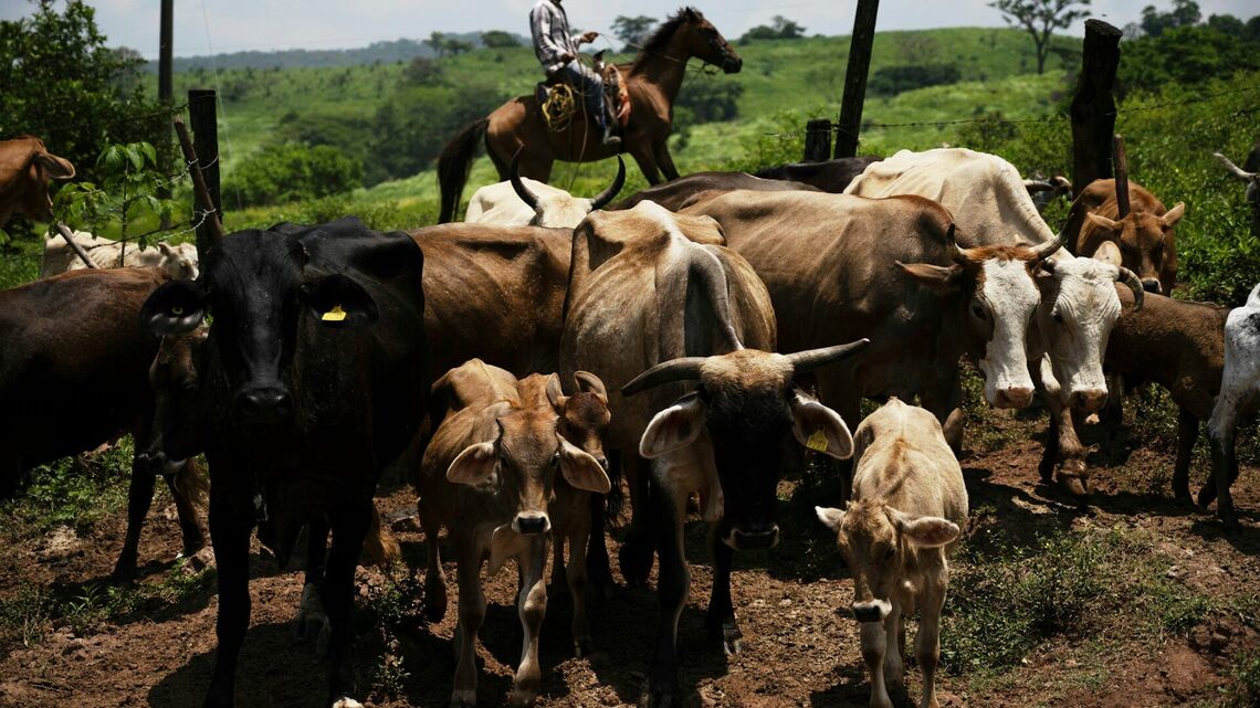 Soaring US beef prices likely to rise further thanks to trade tensions and disease outbreaks 