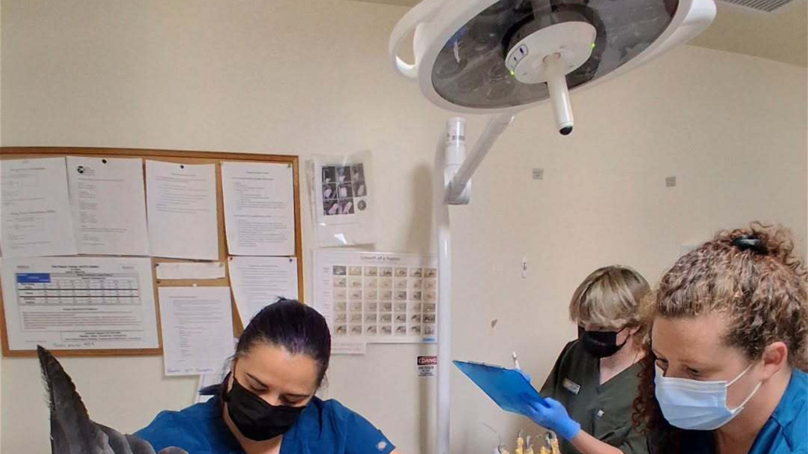 As bald eagle Jackie receives treatment, her family guards their nest 