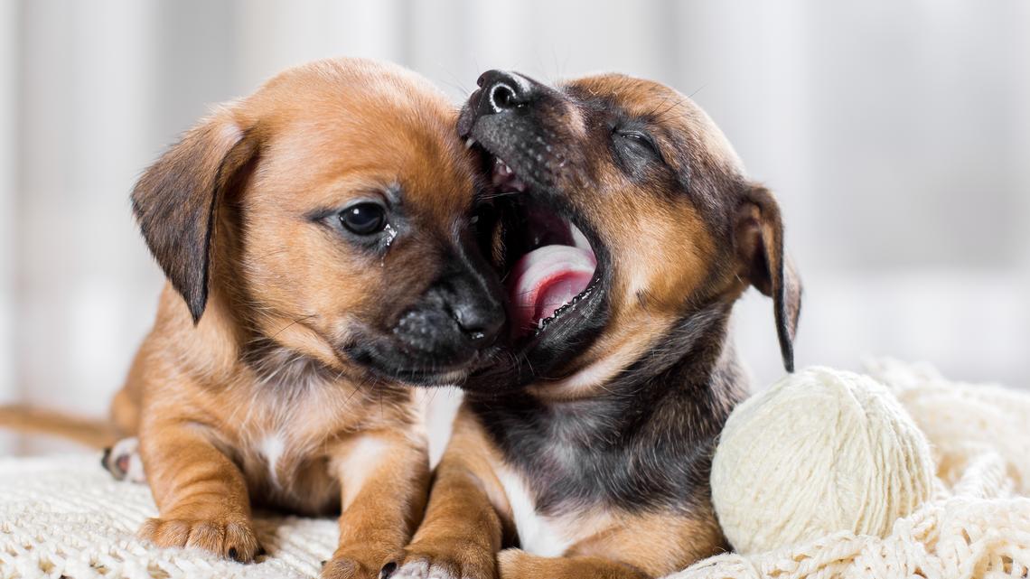 Tiny Newborn Dachshund Puppies Are the Cutest Little 'House Dragons' 