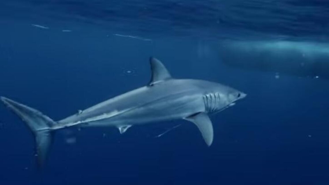 Shark Week 2026: Schedule for the final three nights 
