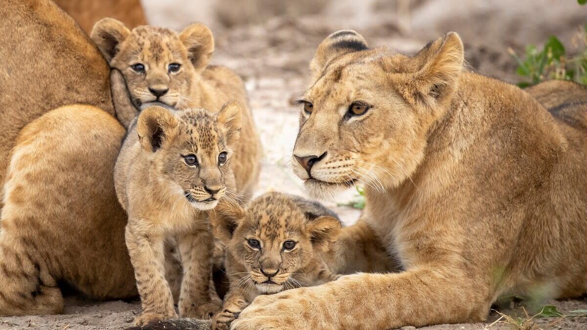 A lion family.