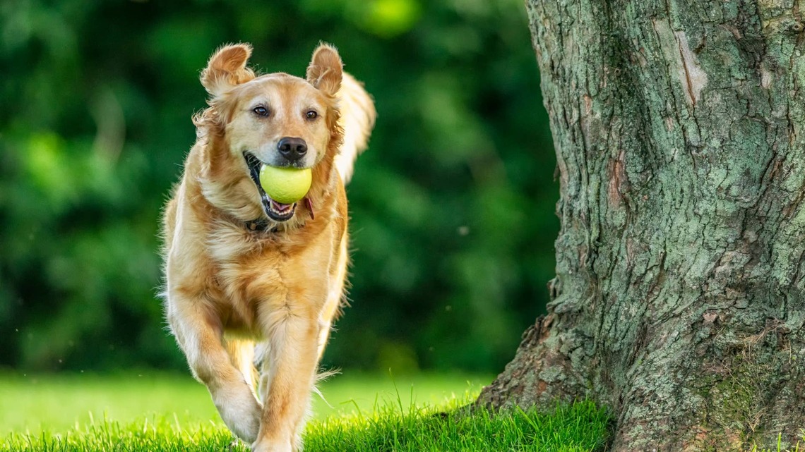 Golden Retriever Follows Dad's Every Move While He Mows the Lawn Like His Tiny Supervisor 