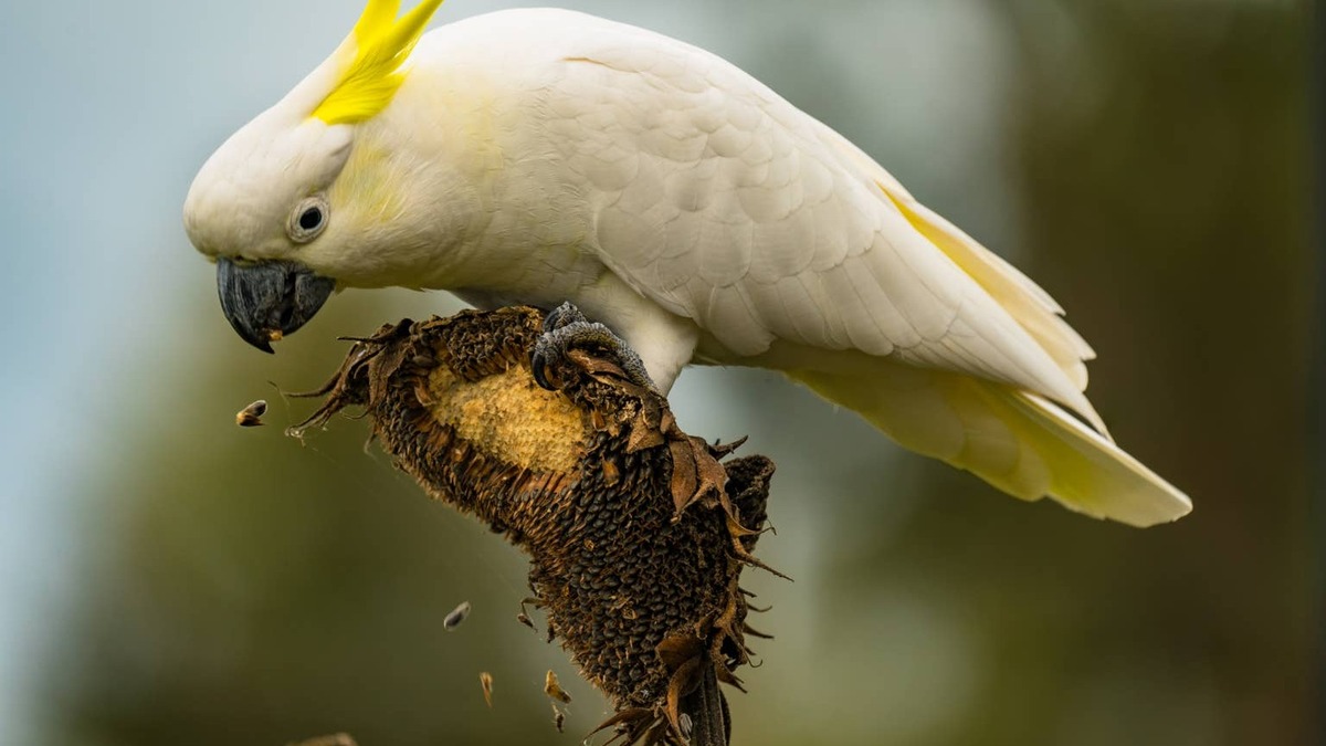 A Sulphur Crested Cockatoo feeding on a sunflower. 