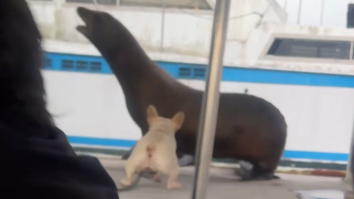 Curious pup heads straight for resting sea lions 