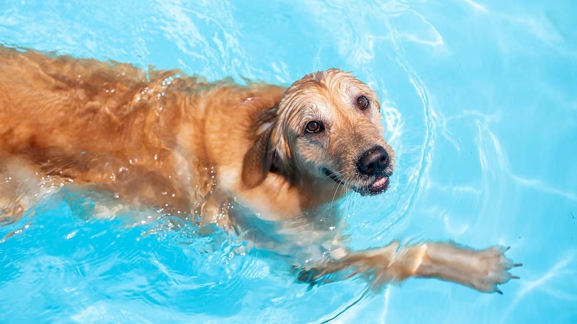 This Golden Retriever Secretly Swam Into the Neighbor's Pool for One Hilarious Reason 