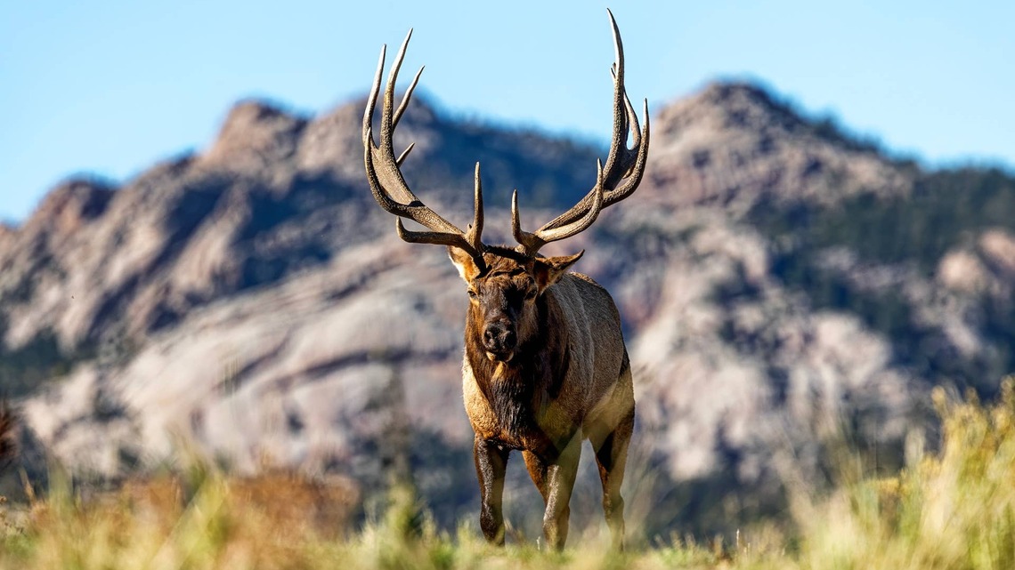 Protective Elk Tries to Fight Every Vehicle That Comes Near His Herd