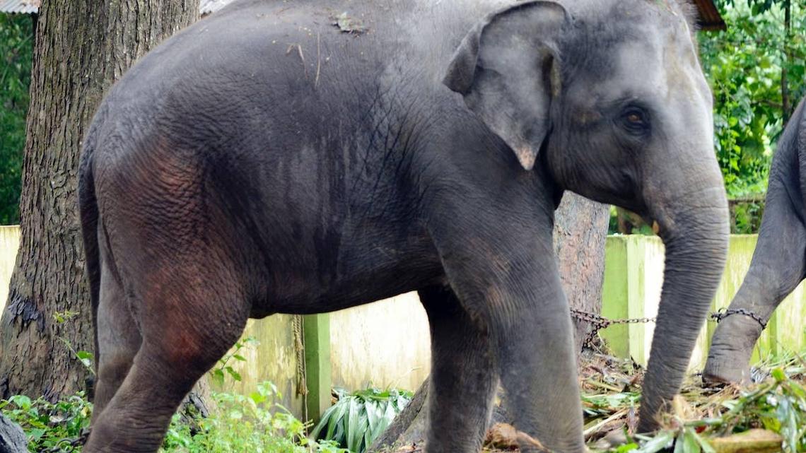 Baby elephant in a zoo. 