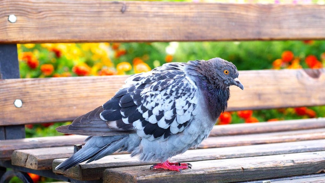 How to Keep Bird Poop Off Your Outdoor Furniture (And the #1 Thing Experts Say to Never Do) 