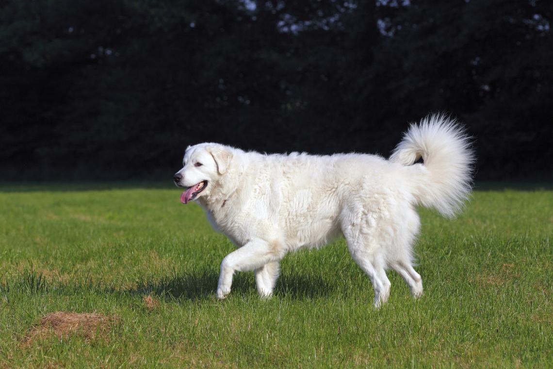  A brilliant white Kuvasz dog. 