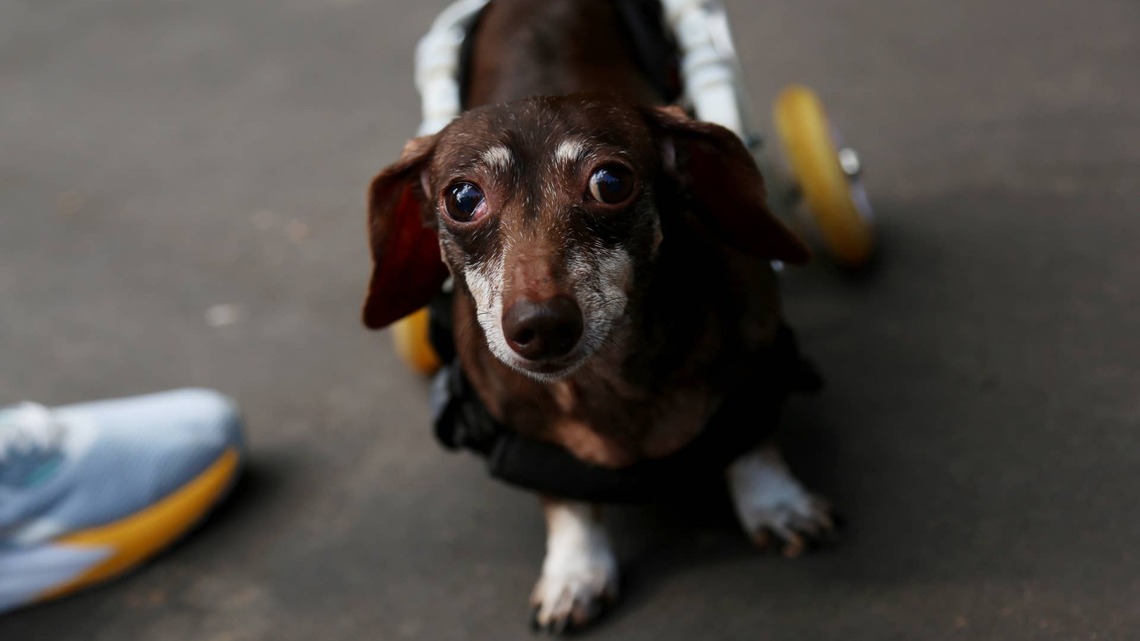 Paralyzed Dachshund Living His Best Wheelchair Life Has Everyone Sobbing 