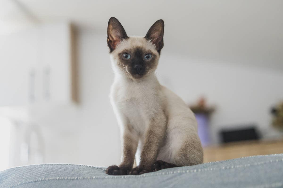  A faithful cat breed sitting on a sofa.