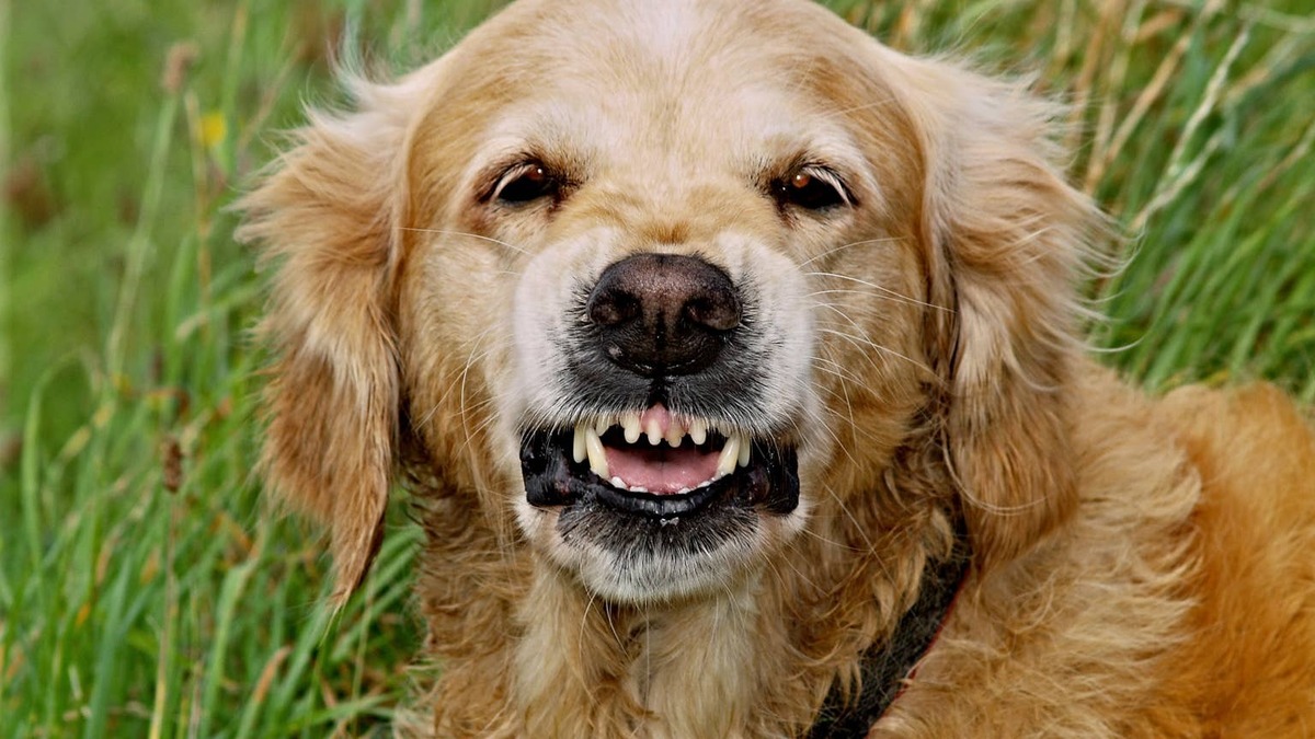 Golden Retriever baring his teeth. 