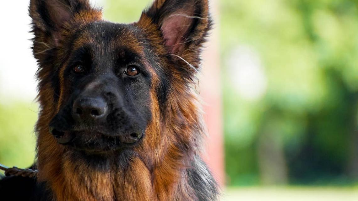 Senior German Shepherd Proves He's Still a Fighter After Overcoming Serious Health Scare 
