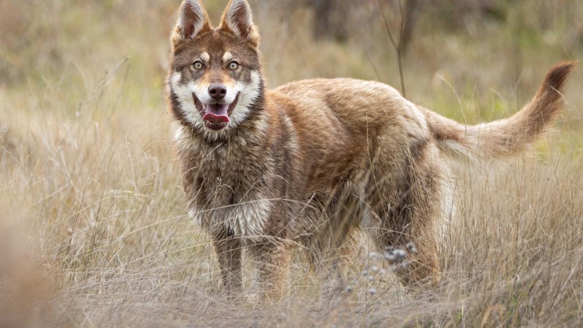 Mom of Wolfdog Who Went Viral for Crashing Olympics Talks About Adventure 