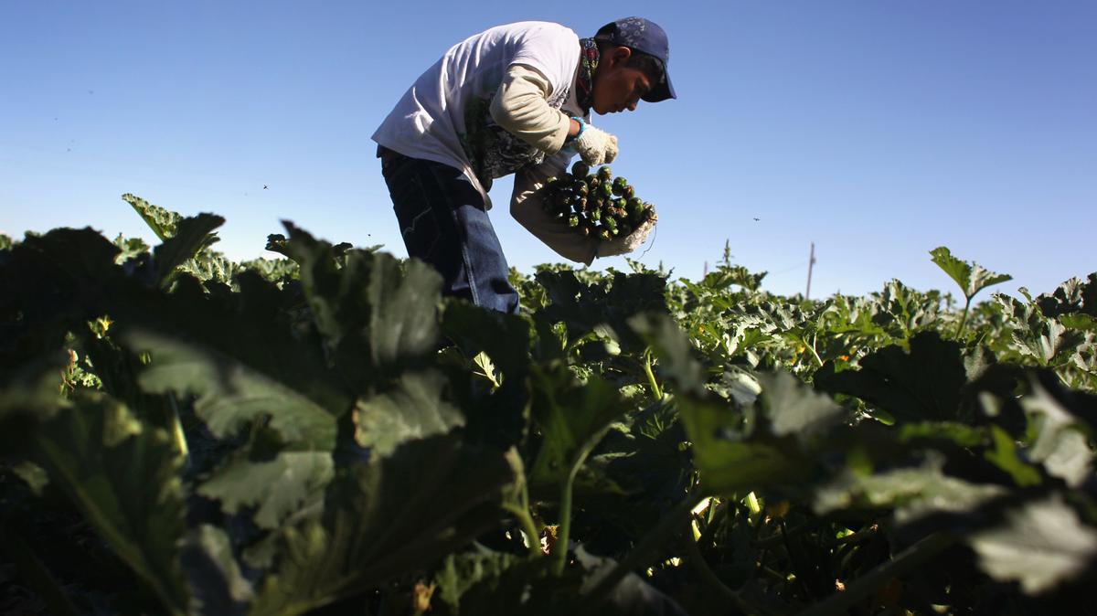 Un migrante de México cosecha calabacines orgánicos en la Grant Family Farms el 3 de septiembre de 2010 en Wellington, Colorado. El plan de deportación del presidente electo Donald Trump está provocando “pánico” entre los agricultores que corren el riesgo de perder personal y negocios.