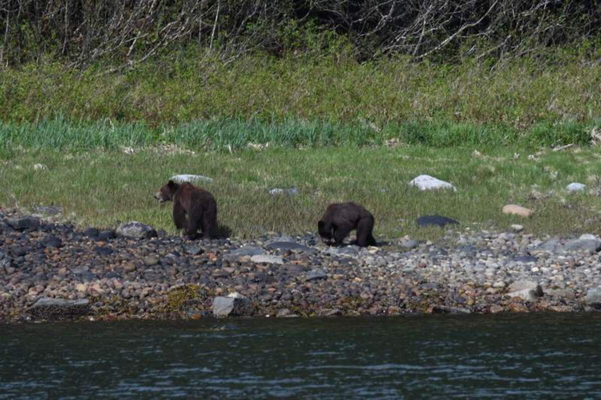  Brown bears seen from the M/V Mist Cove. Photo credit: The Boat Company 