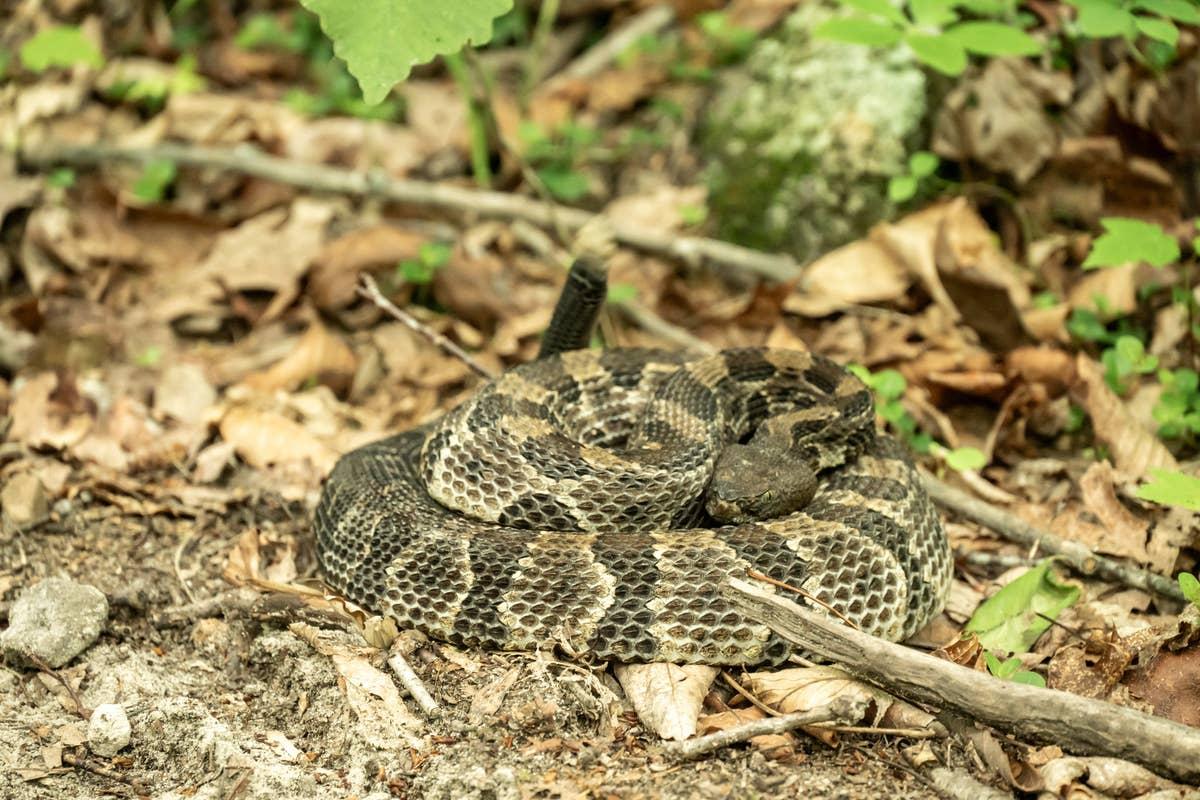  Rattlesnakes are mostly encountered in warmer months in Ohio.