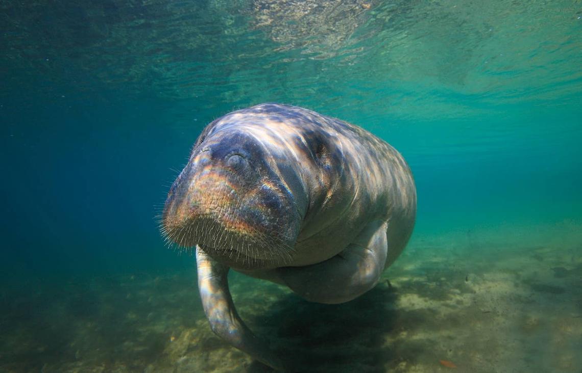  Manatee swimming in clear blue water. 