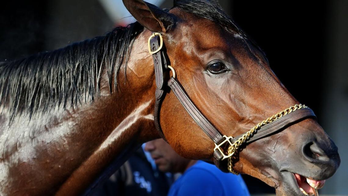 Meet the 20 horses racing in Saturday's Kentucky Derby 