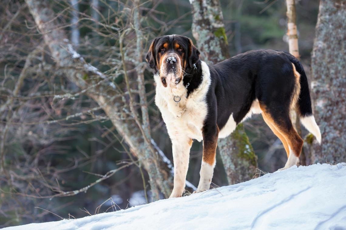  A Greater Swiss Mountain dog standing in the snow. 