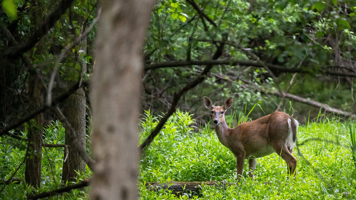 Bloomfield deer management efforts see pushback from county residents ...
